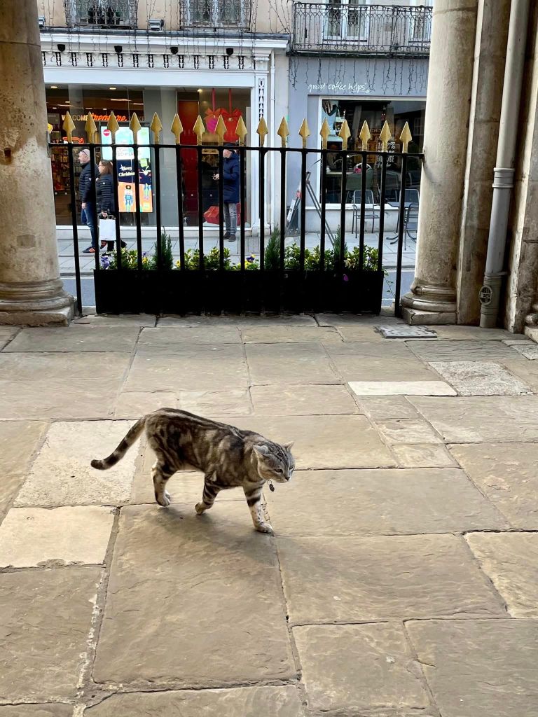 Dexter, a local tabby cat and celebrate, walking on a stone pathway in front of a railing with a view of a street and storefronts in the background.
