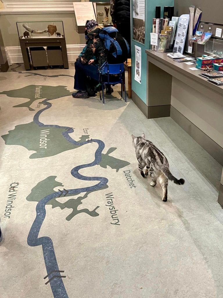 Dexter the cat walking on a floor map showing the Thames River and surrounding areas, with a person sitting nearby in a museum setting.