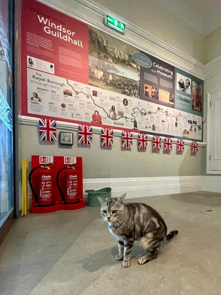 A gray tabby cat, Dexter, sitting on the floor inside the Museum with historical displays and British flags in the background.